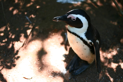 cape town, picture 10: jackass. click on the image to go to the next picture